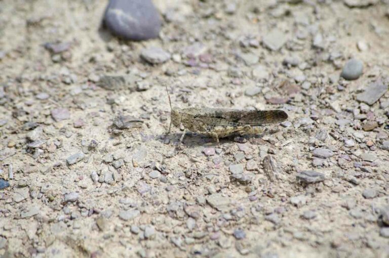 Bandwinged forest grasshopper image