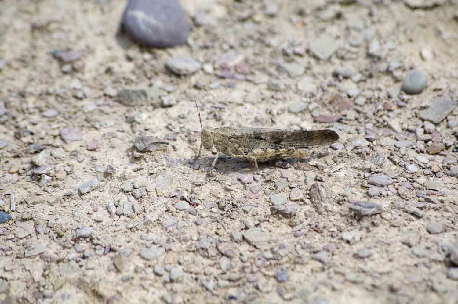 Bandwinged forest grasshopper image