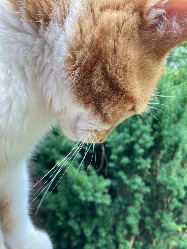 Burrito Sideview Cat Web