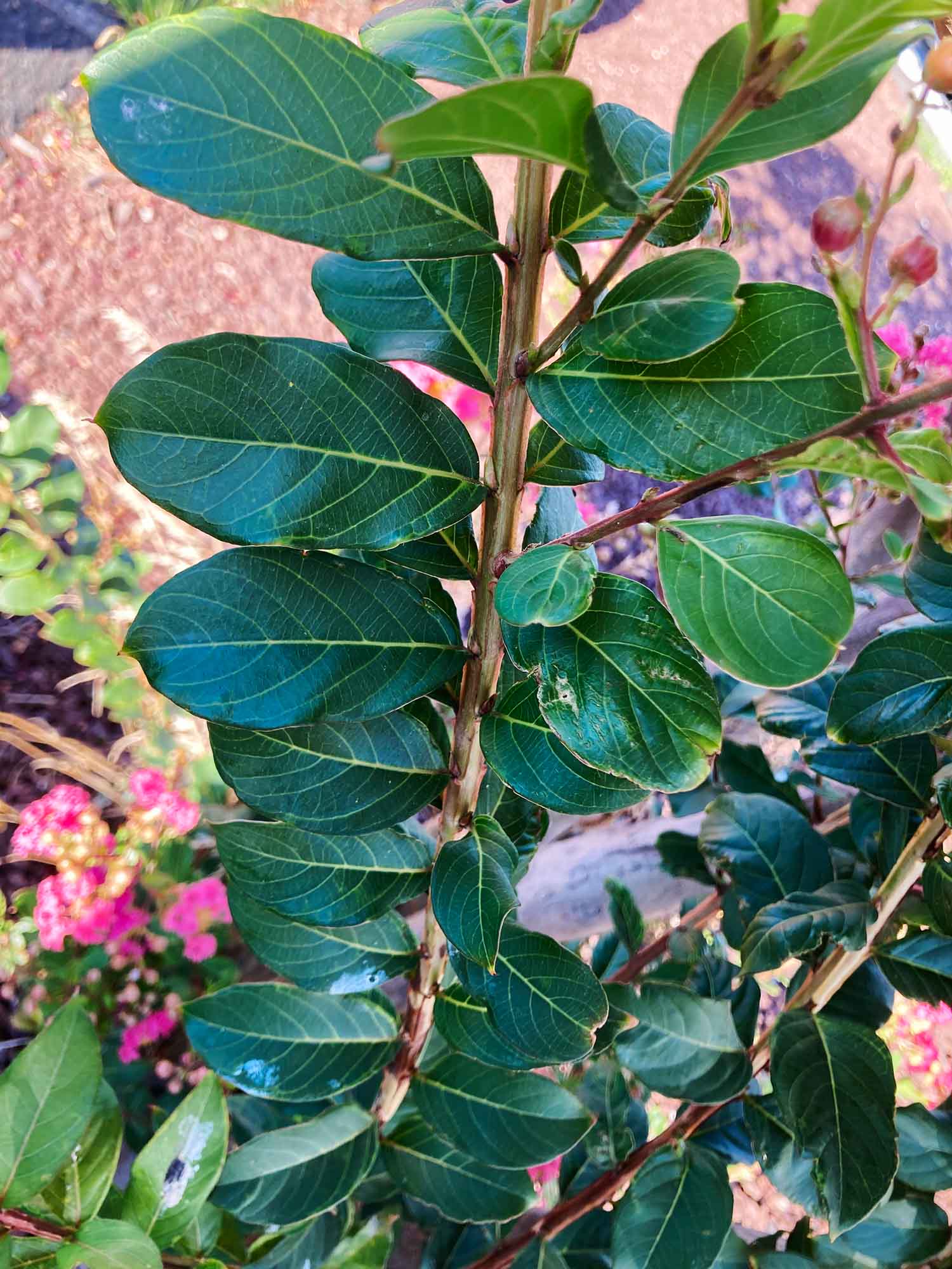 Crepe Myrtle Leaves01 Web