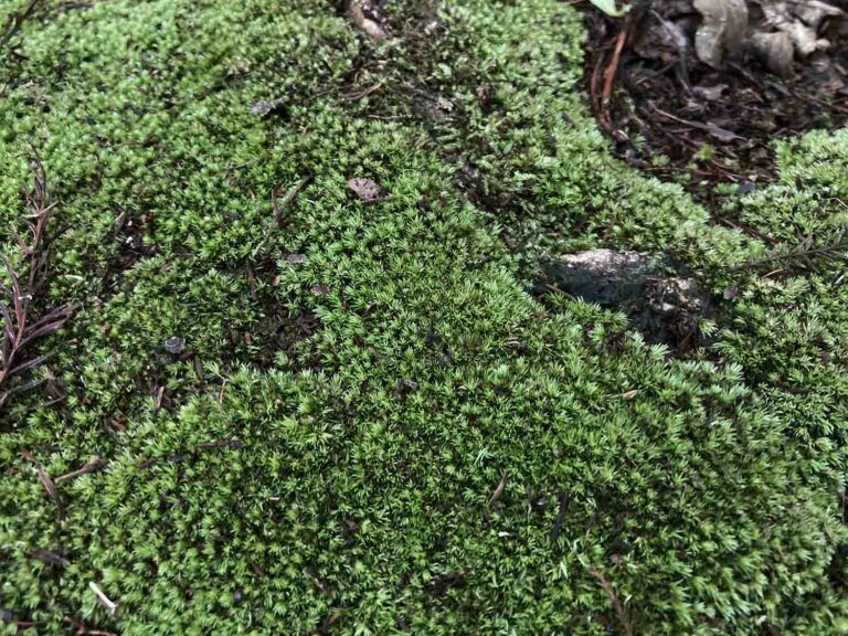 Green Moss Texture Web