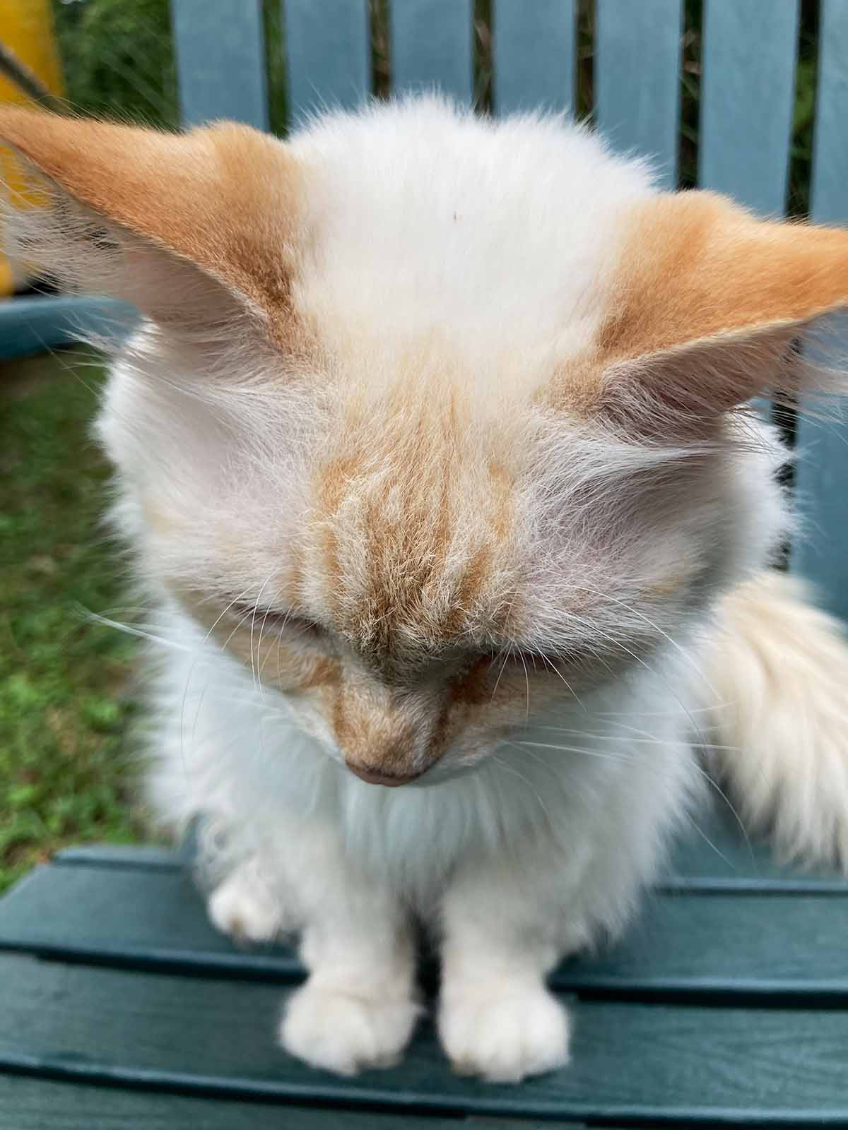 Milky Cat Web