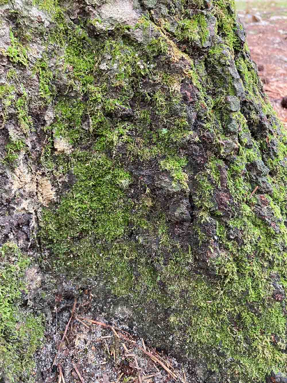 Moss Texture03 Web
