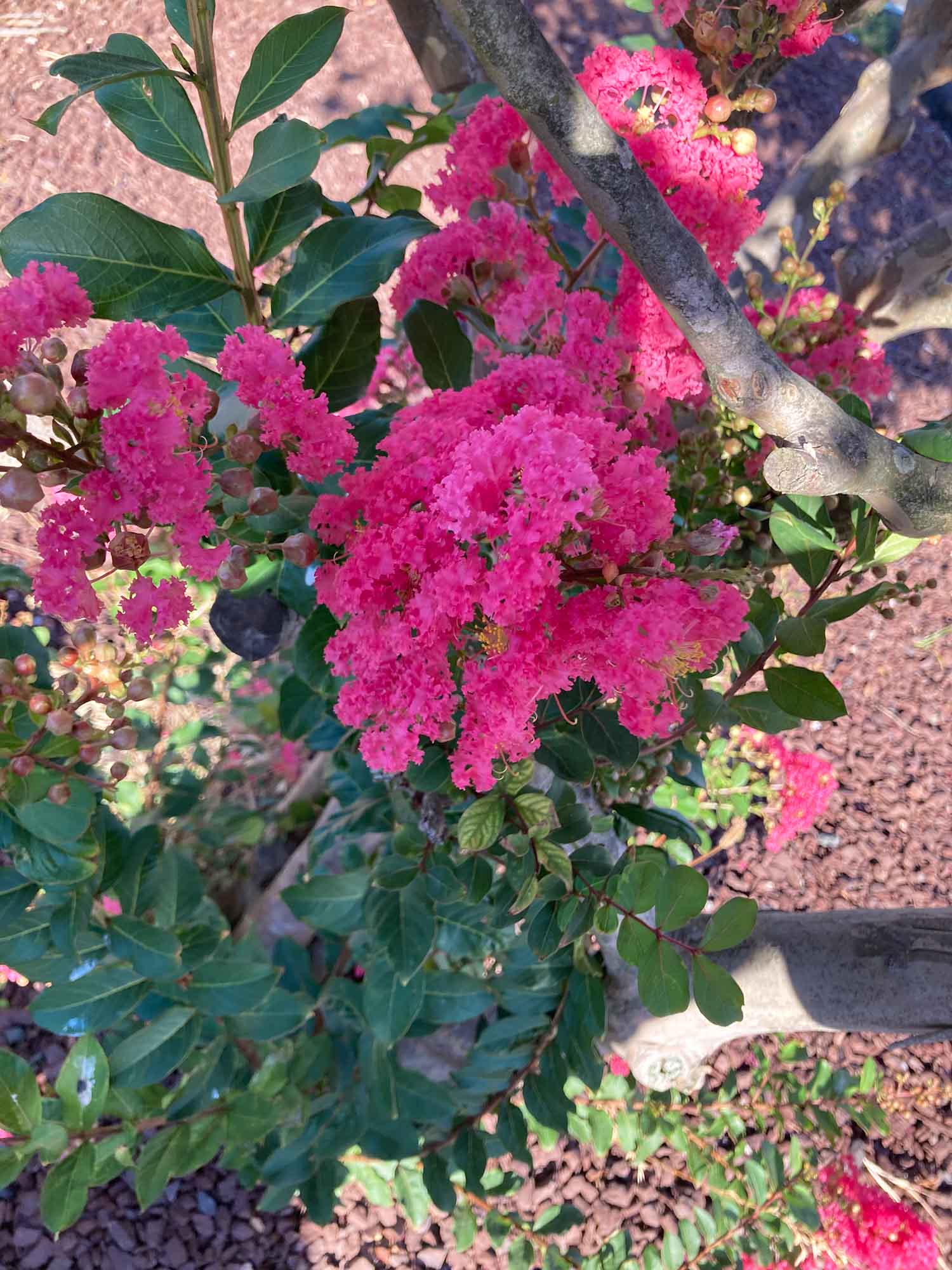 Pink Crepe Myrtle01 Web