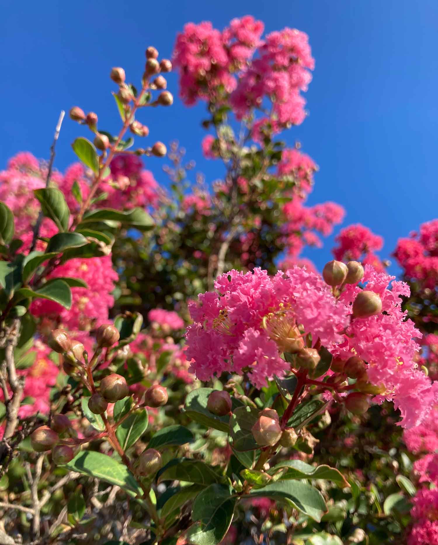 Pinkcrepemyrtle03 Web