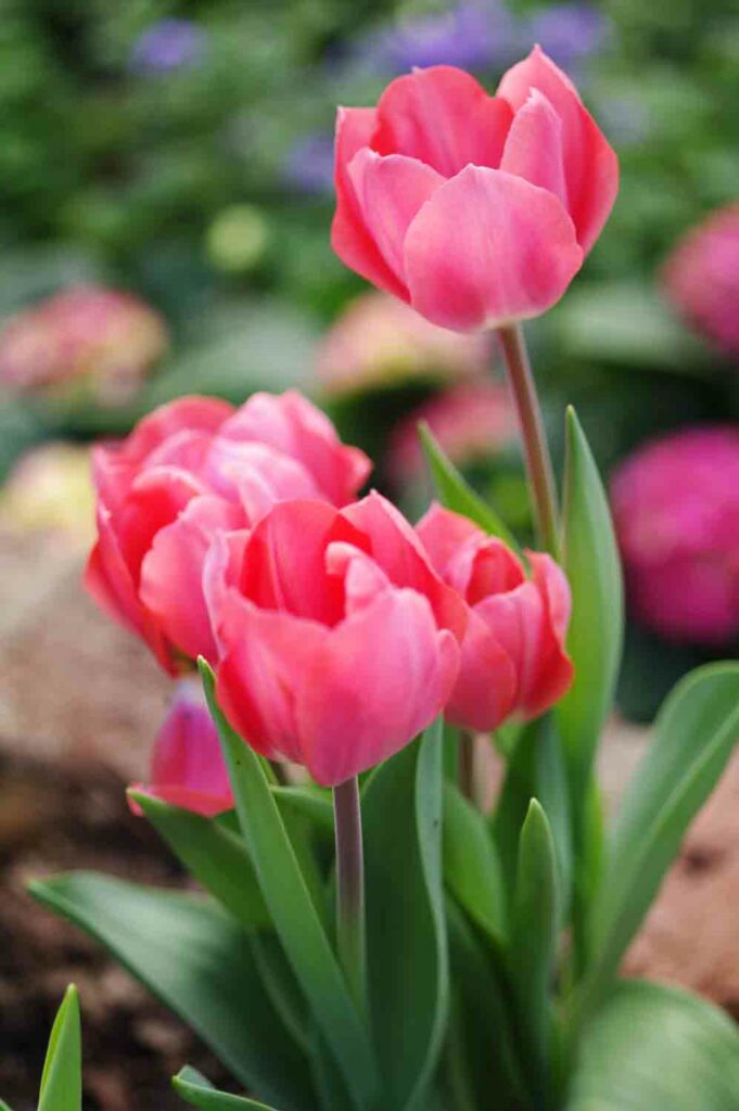 Pinktulipsingarden