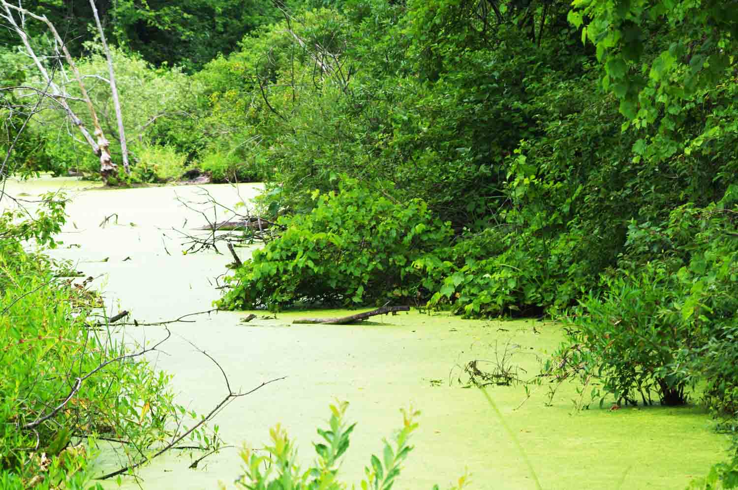 Pondscum02