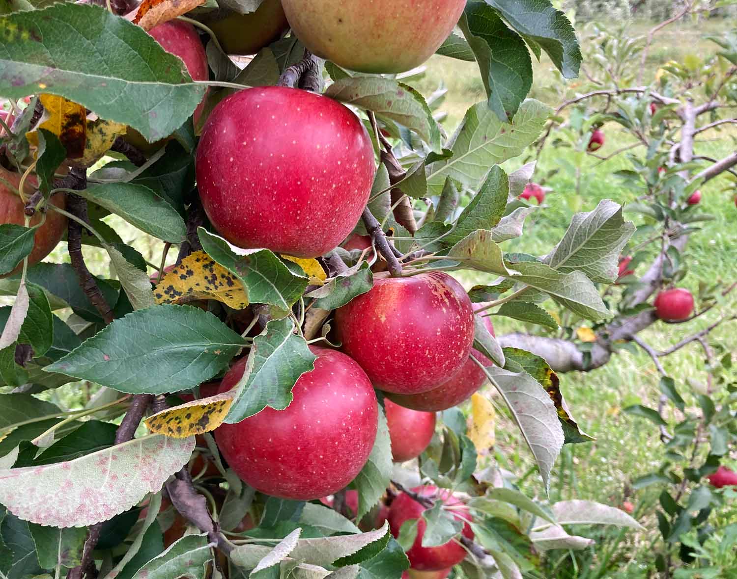 Red Apples On Tree 01 Web Preview