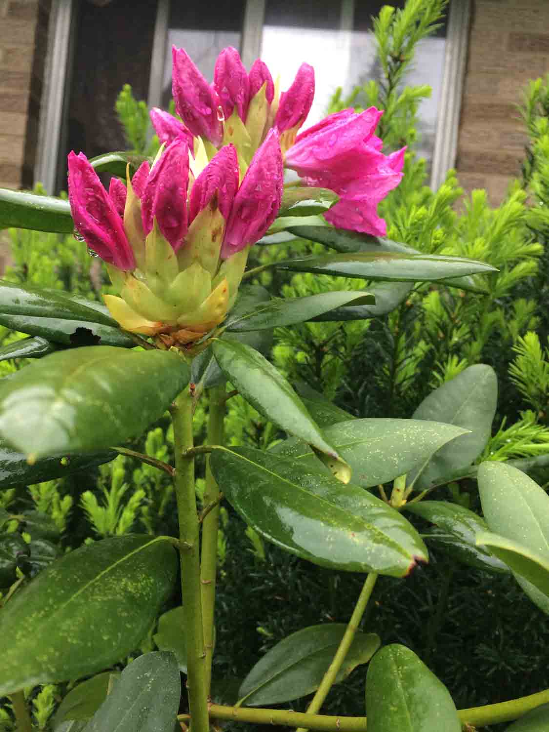 Rhododendron Blooming