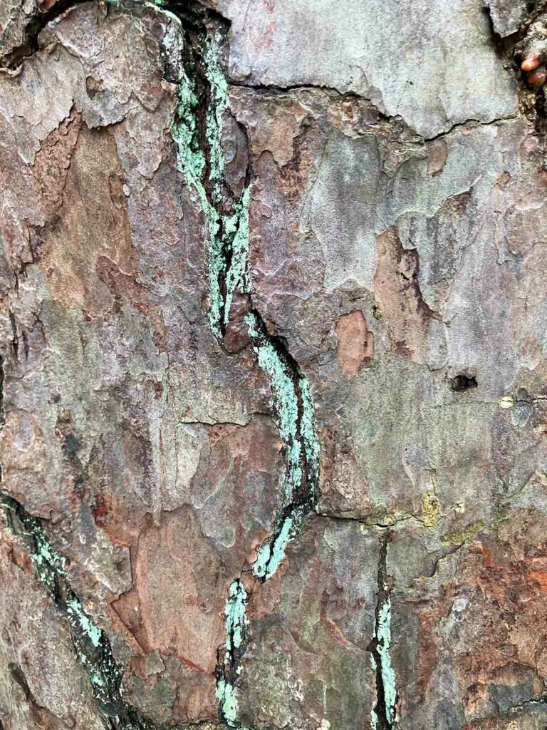 Treebark Texture03 Web