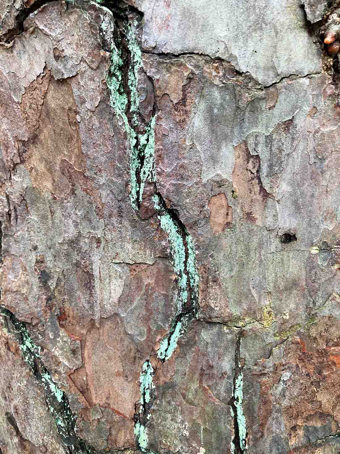 Treebark Texture03 Web
