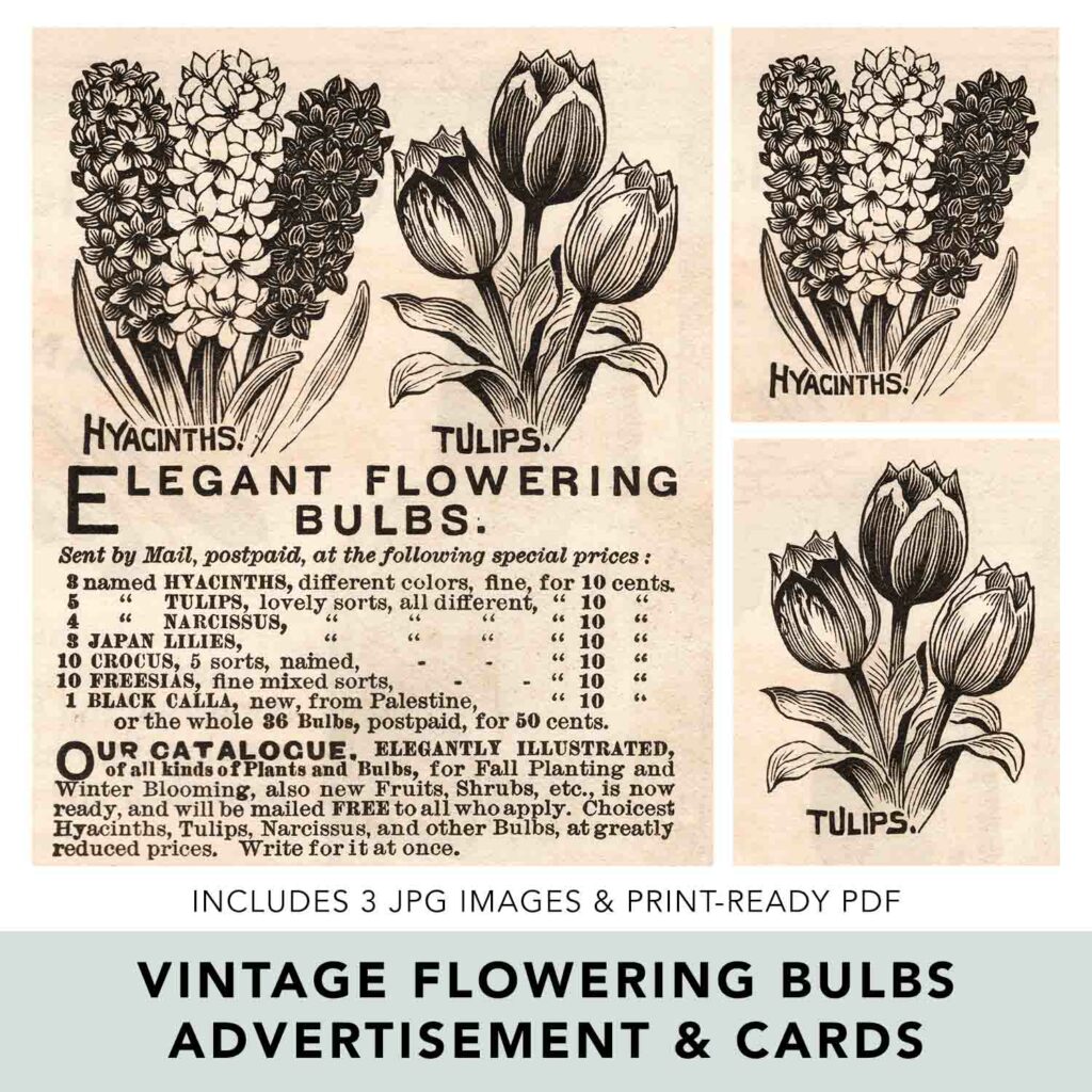 Vintage Flowering Bulbs Ephemera Preview