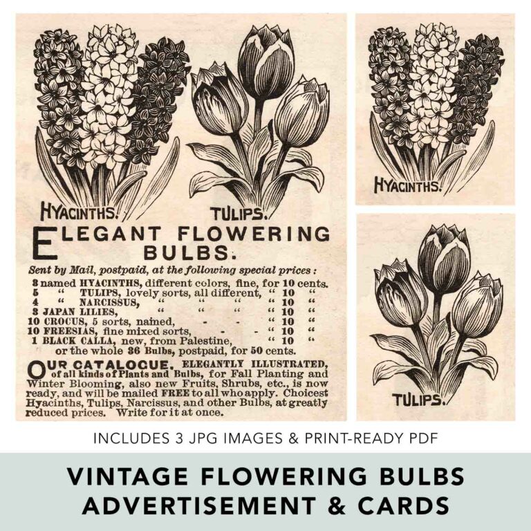 Vintage Flowering Bulbs Ephemera Preview