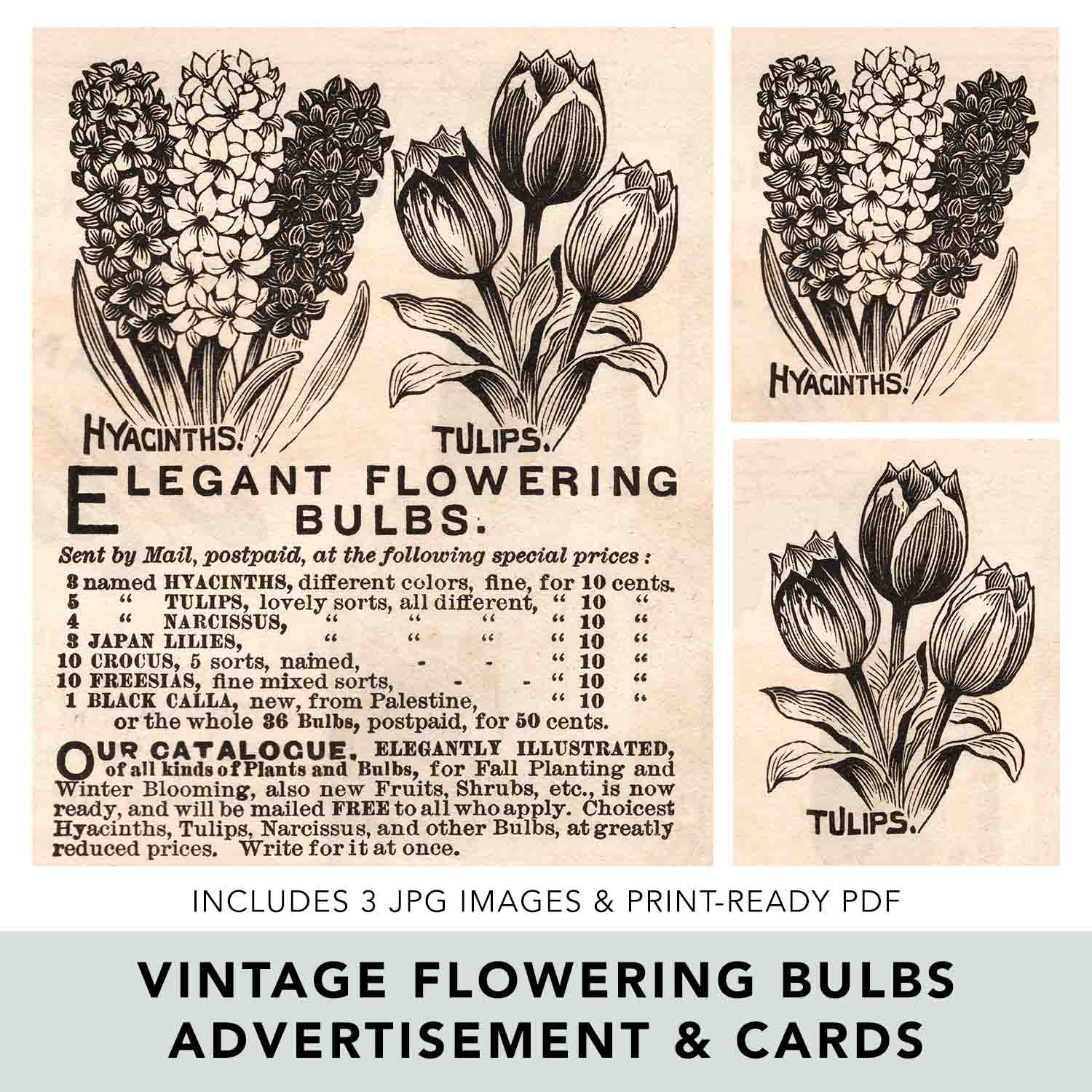 Vintage Flowering Bulbs Ephemera Preview