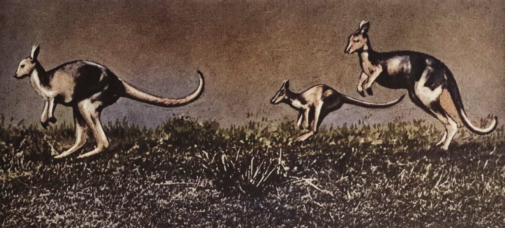 Vintage Kangaroos Hopping In Grass Web