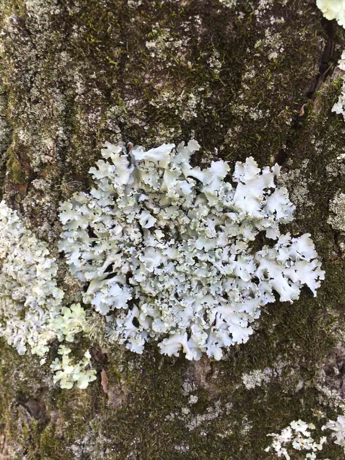 Whitelichentexture