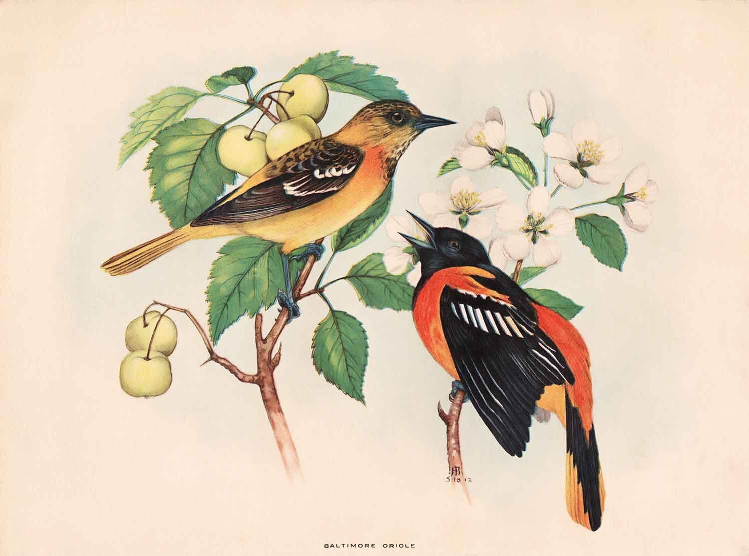 Baltimore Oriole Rex Brasher 1912 Webres