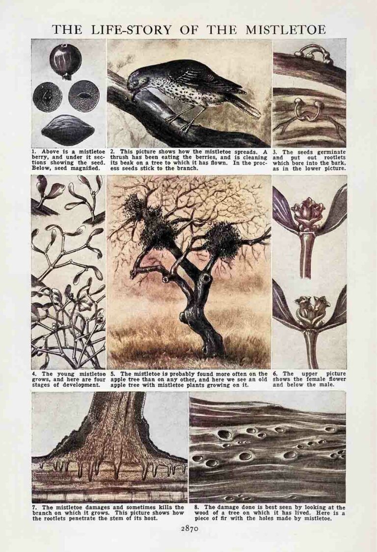 Life Story Of Mistletoe Vintage Illustration Bok W9