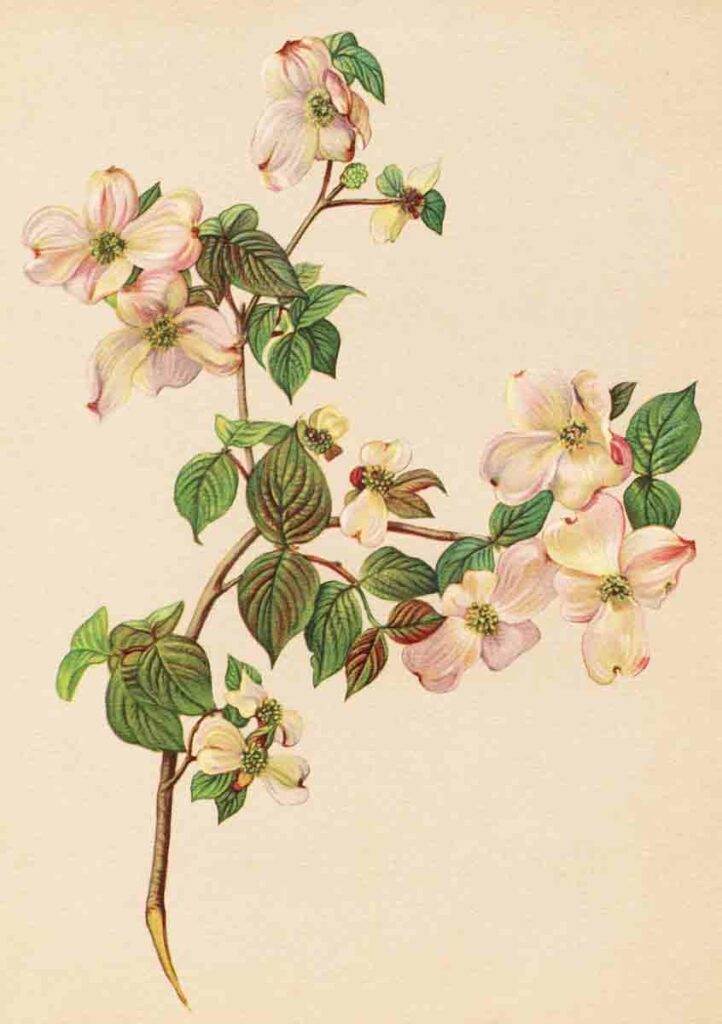 Vintage Watercolor Flowers2
