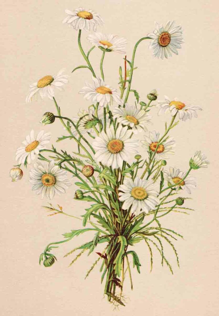 Vintage Watercolor Flowers4