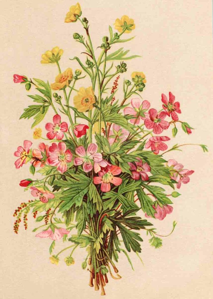 Vintage Watercolor Flowers5