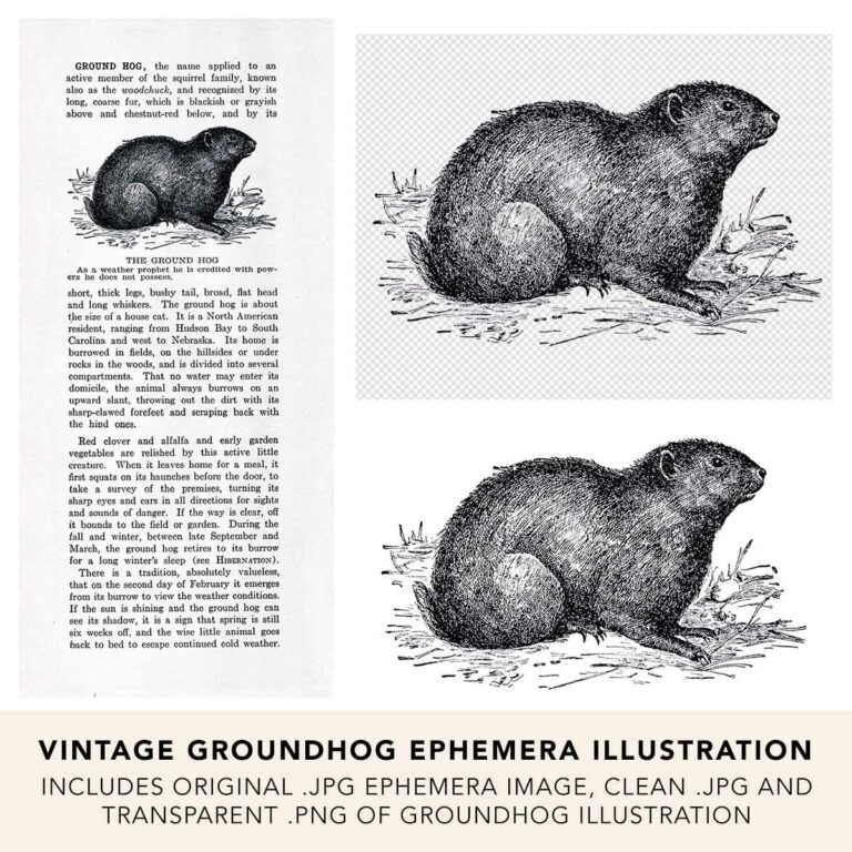 Vintage Groundhog Ephemera Line Art Illustration