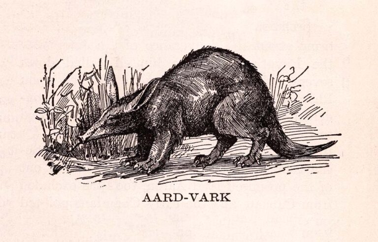Aardvark Web Size
