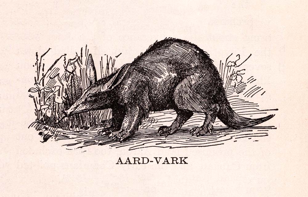 Aardvark Web Size