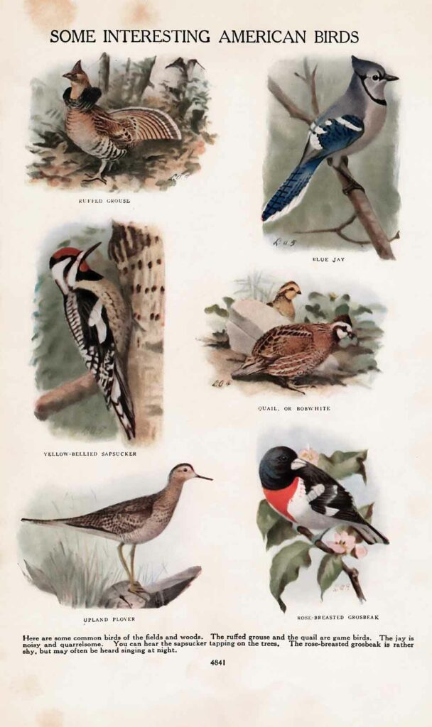 American Birds Vintage Book Page Ephemera Webres