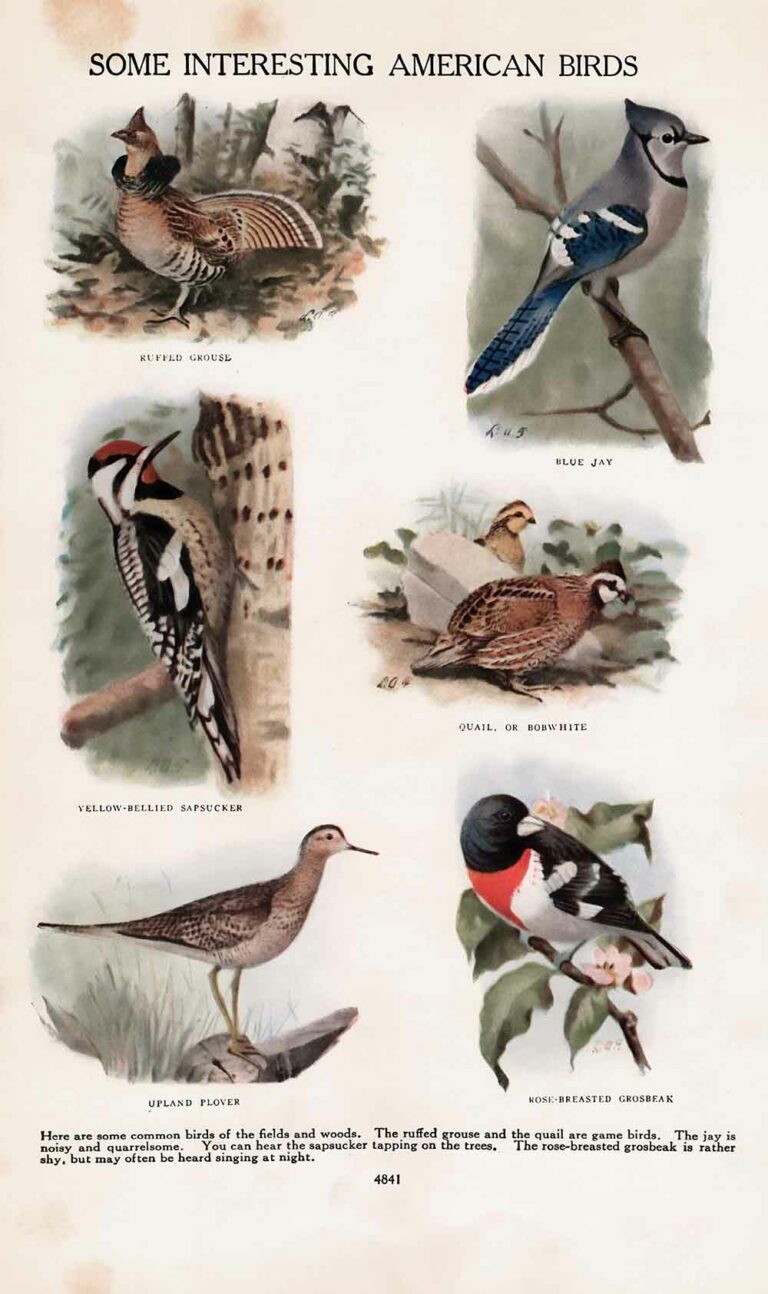 American Birds Vintage Book Page Ephemera Webres