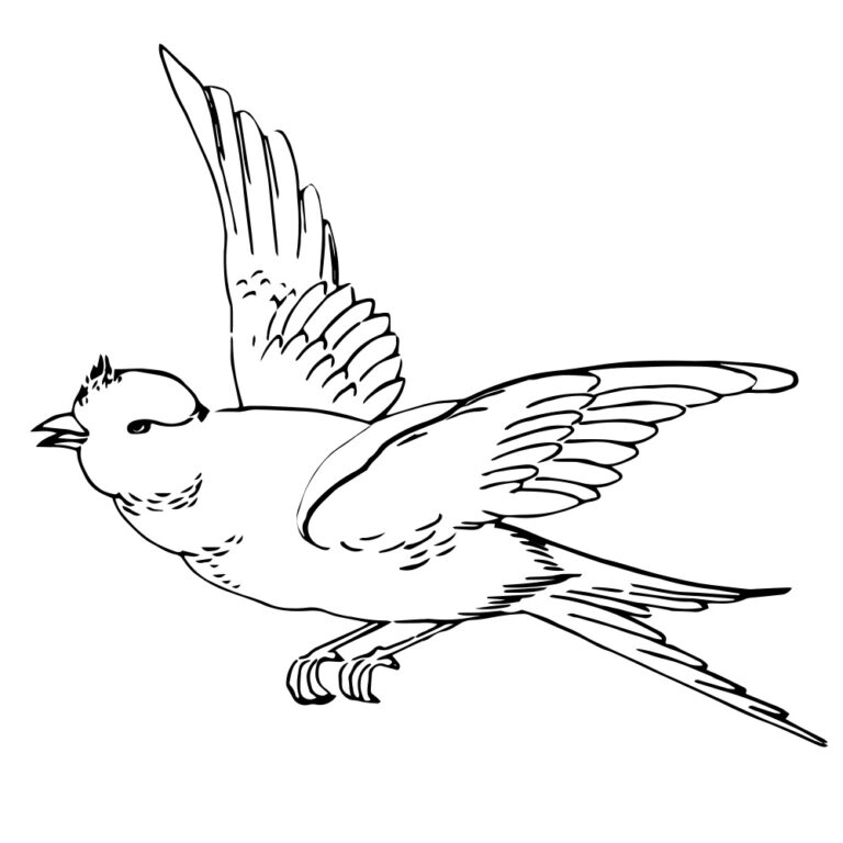 Bird3 Webpreview