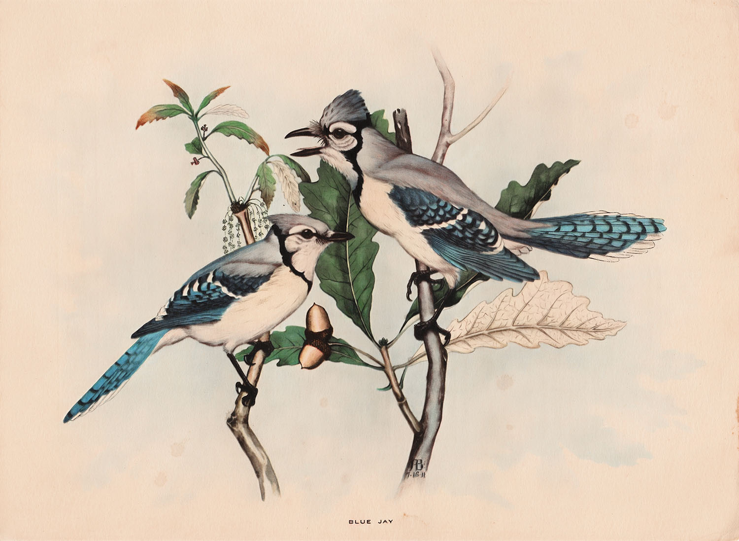 Blue Jay Watercolor Illustration Web