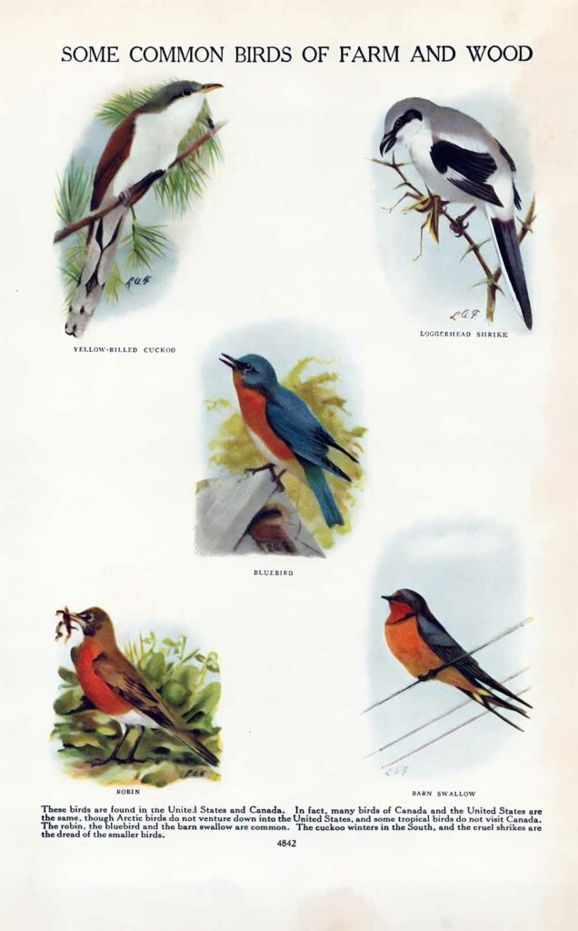 Common Birds Of Farm Wood Vintage Ephemera Webres