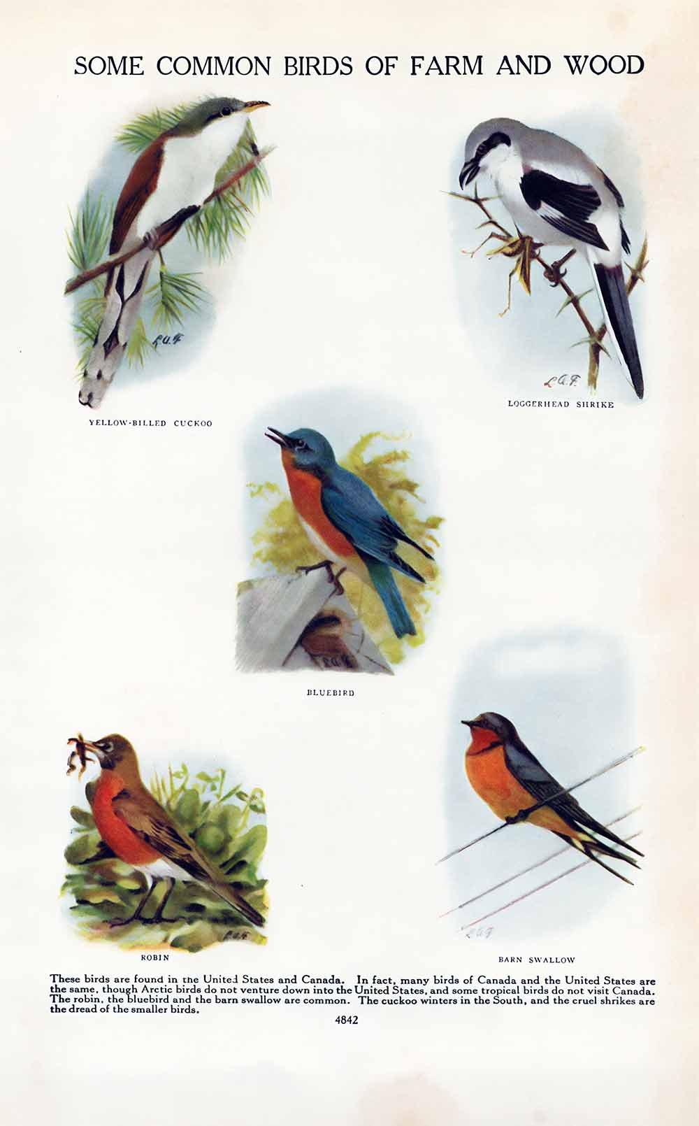 Common Birds Of Farm Wood Vintage Ephemera Webres