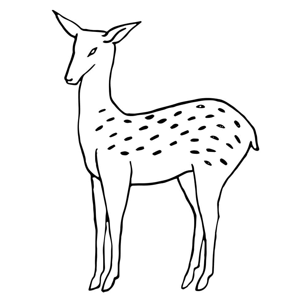 Deer Web