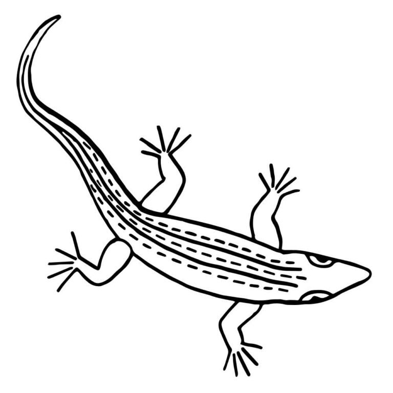 Lizard Web