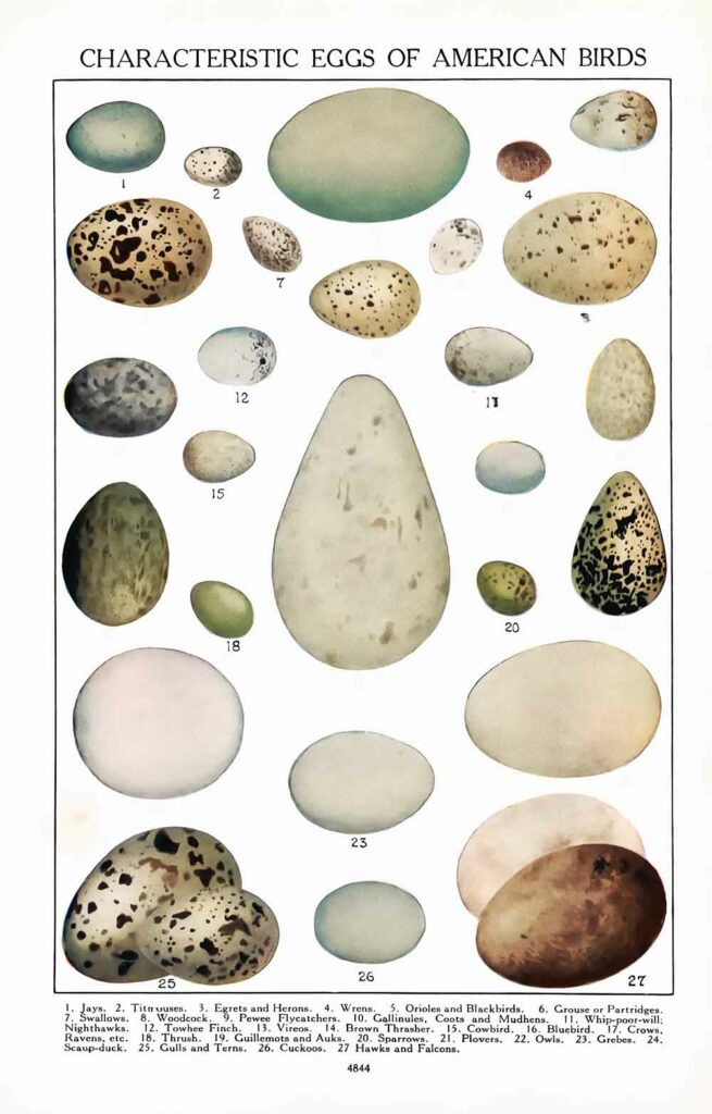 North American Bird Eggs Webres