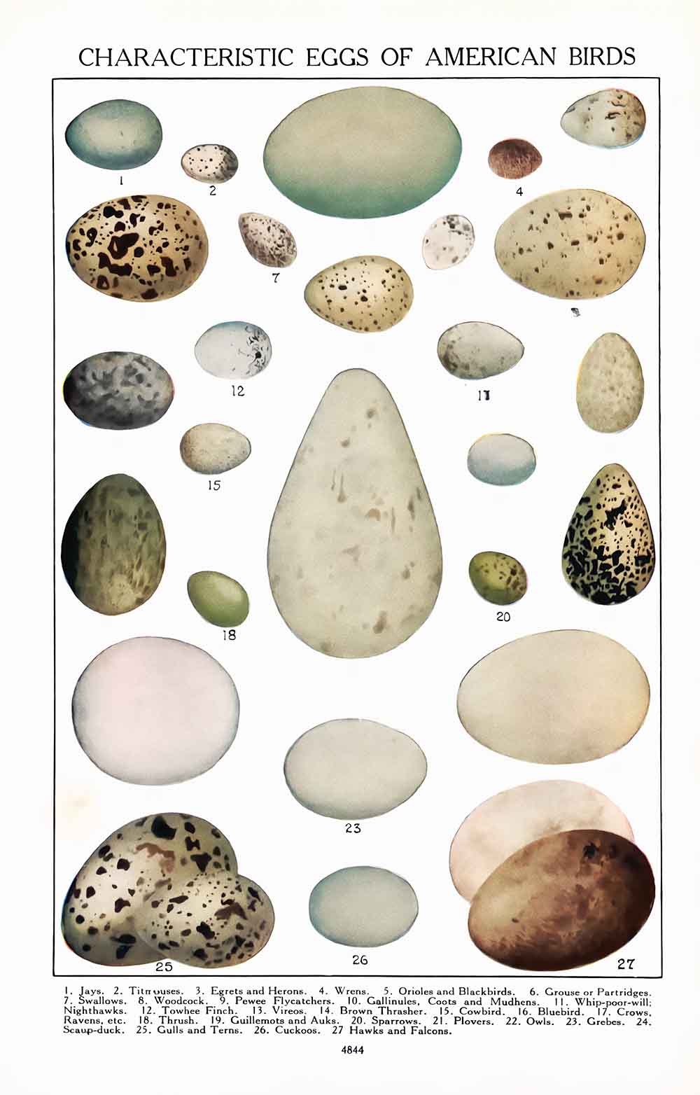 North American Bird Eggs Webres
