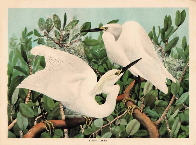 Snowy Heron Vintage Watercolor Illustration Web