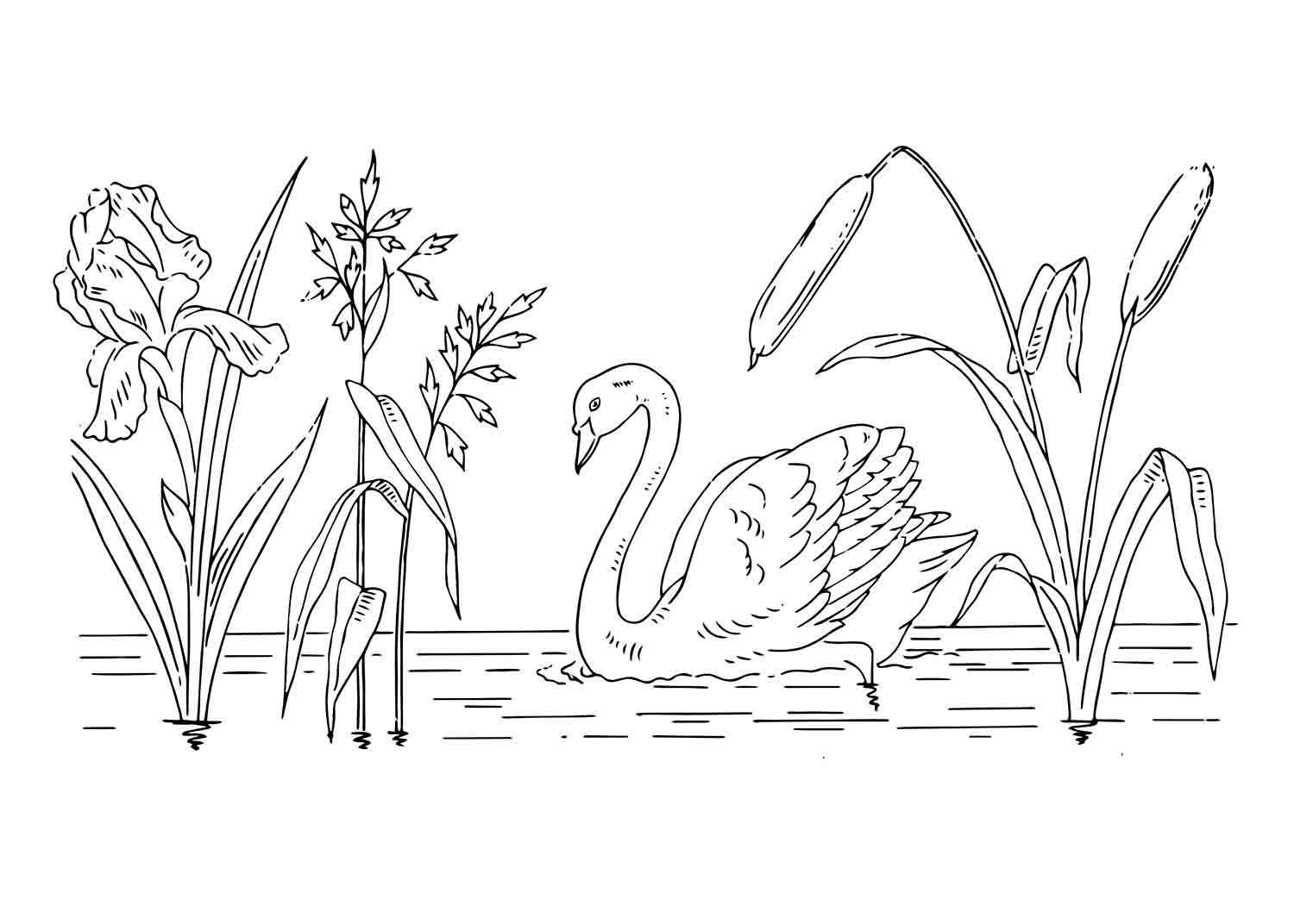 Swan Pond Line Art Web