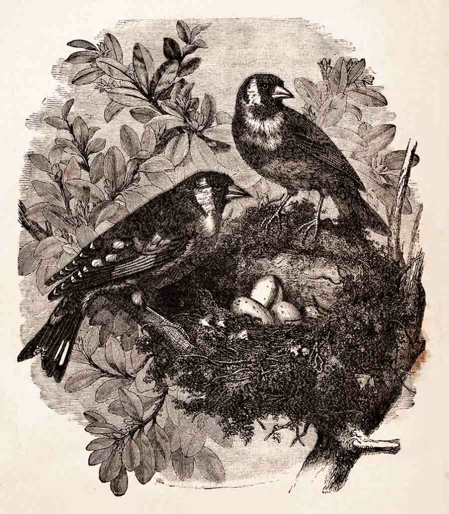 Victorian Birds Nest Web