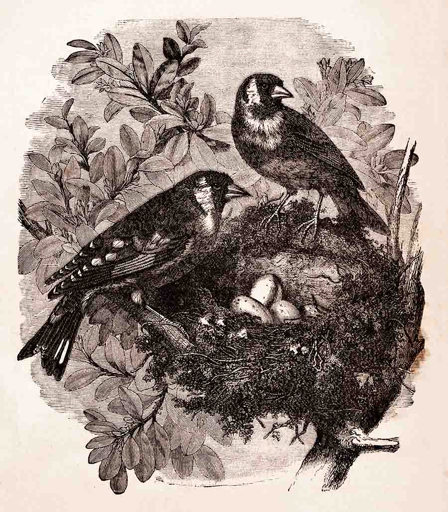 Victorian Birds Nest Web