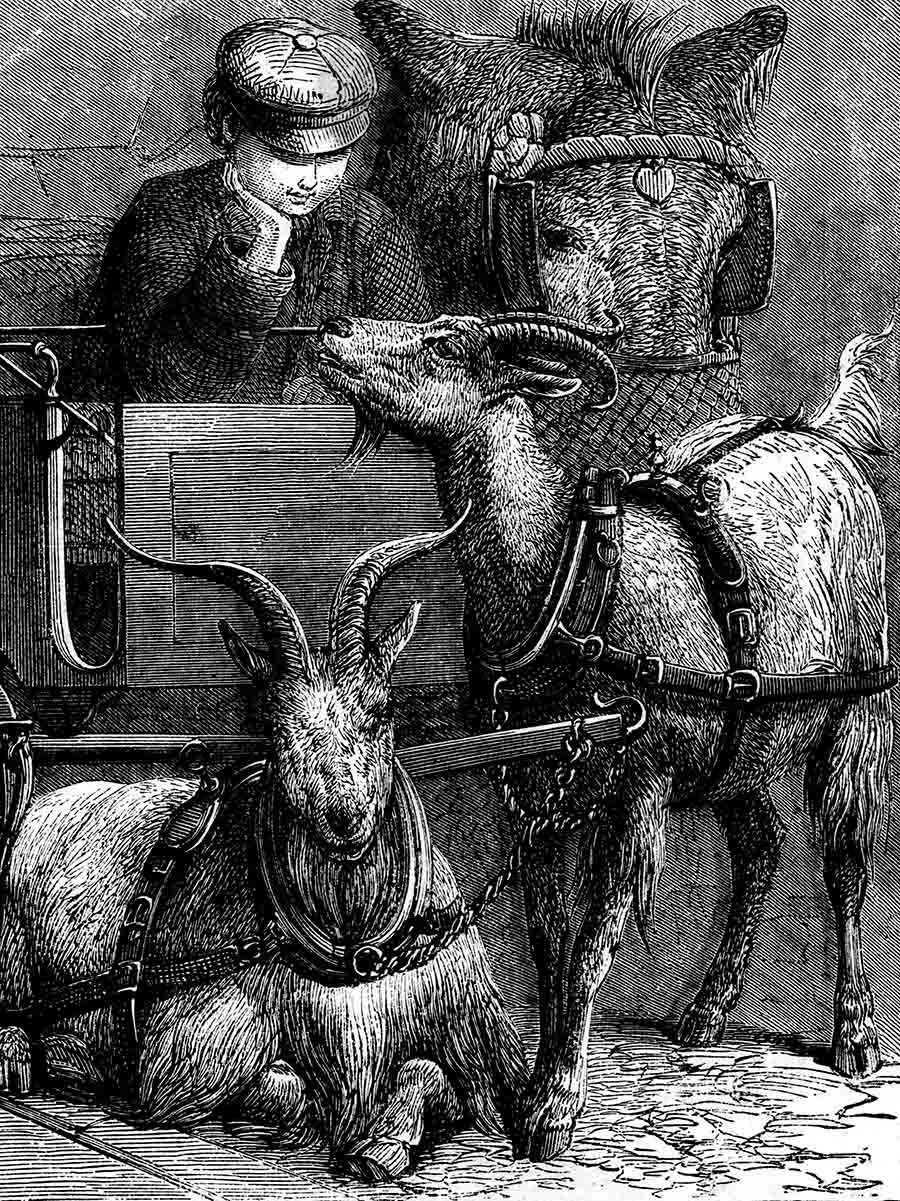 Victorian Boy Goats Websize