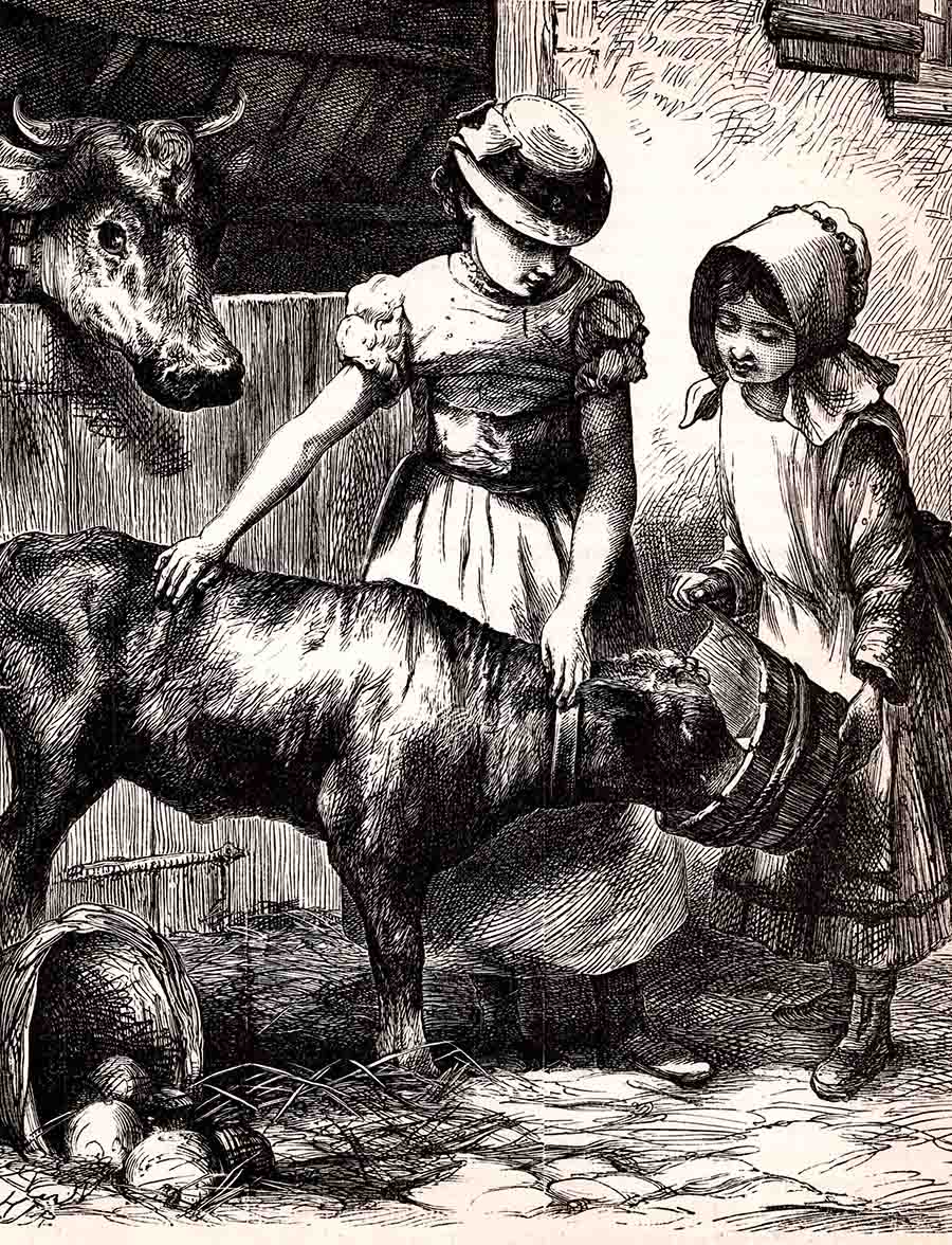 Victorian Girls Cow Web