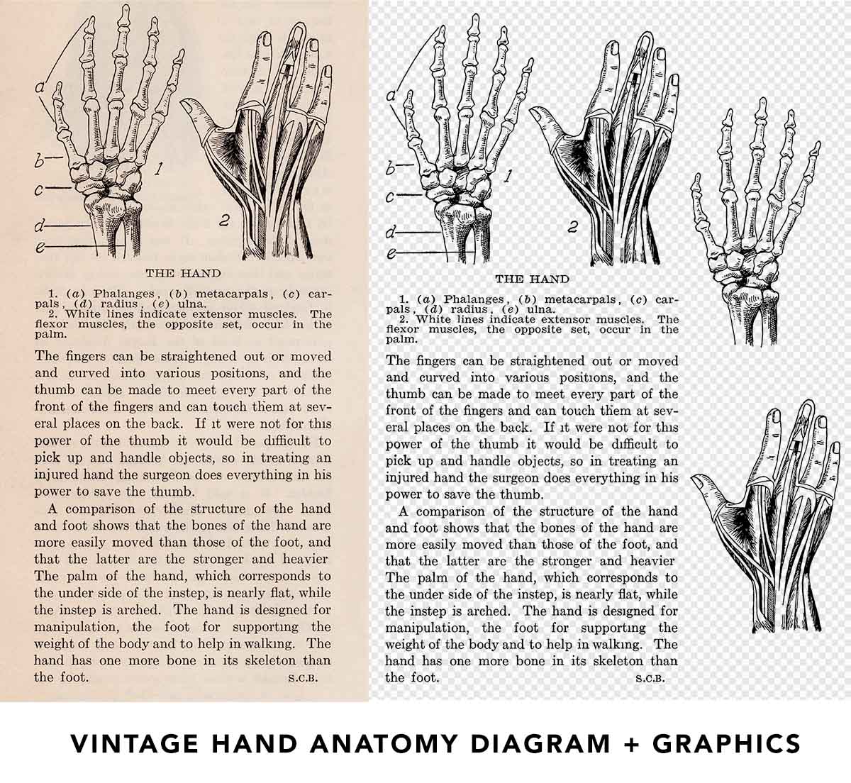 Vintage Hand Anatomy Preview