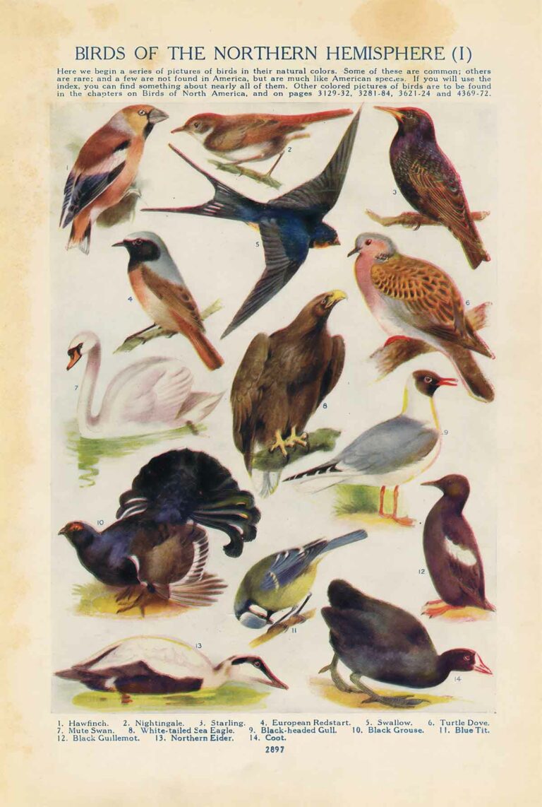 Birds Of Northern Hemisphere Web