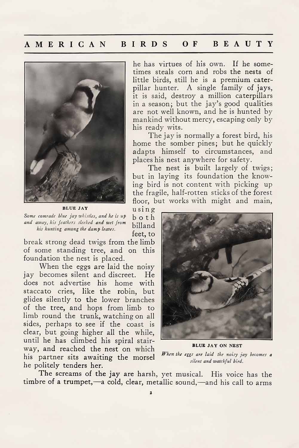 Blue Jay Vintage Ephemera Mentor P2