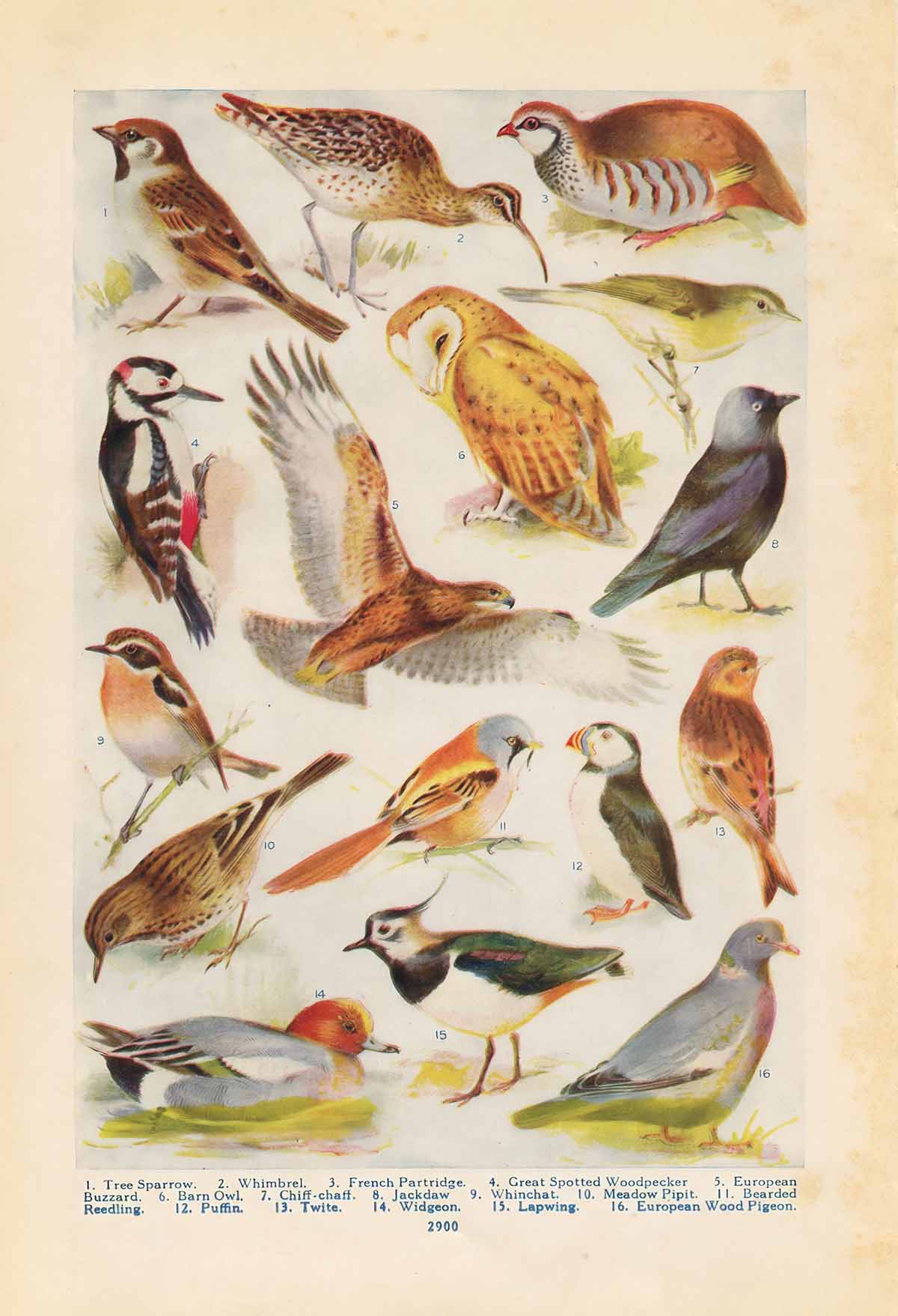 Northern Birds 02 Web