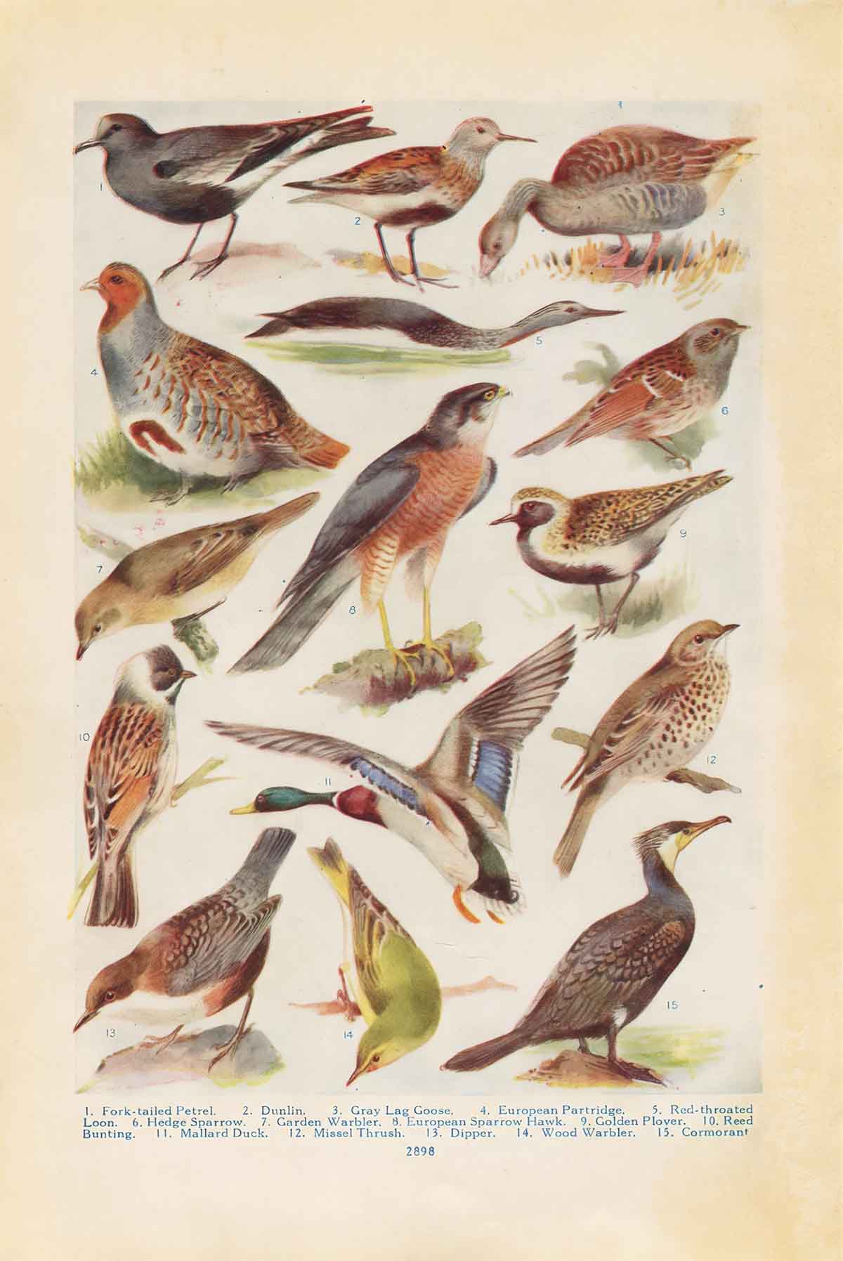 Northern Birds 03 Web