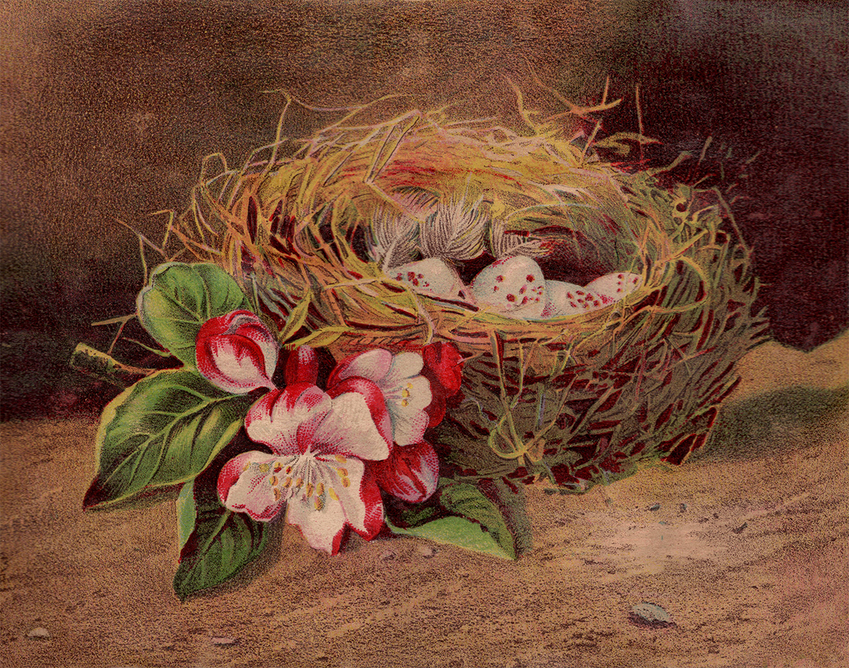 Vintage Birds Nest Web